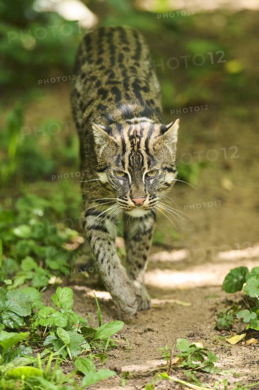 Fishing cat (Prionailurus viverrinus), walking, Bavaria, Germany, Europe