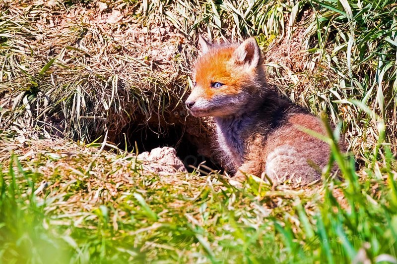 Young fox in front of the foxhole, Lower Saxony, Federal Republic of Germany