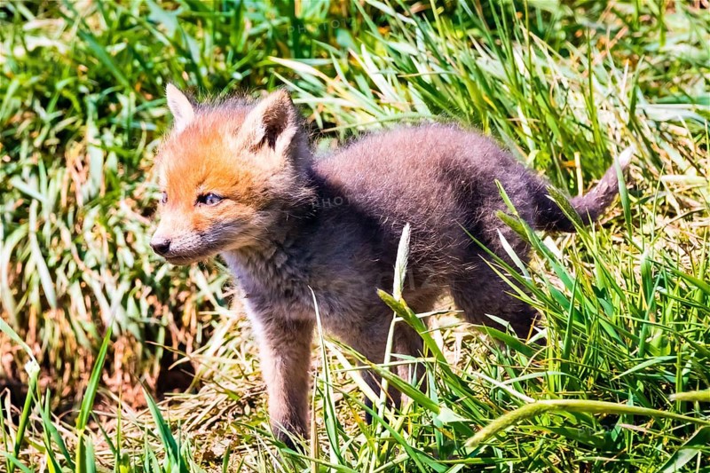 Young fox in front of the foxhole, Lower Saxony, Federal Republic of Germany