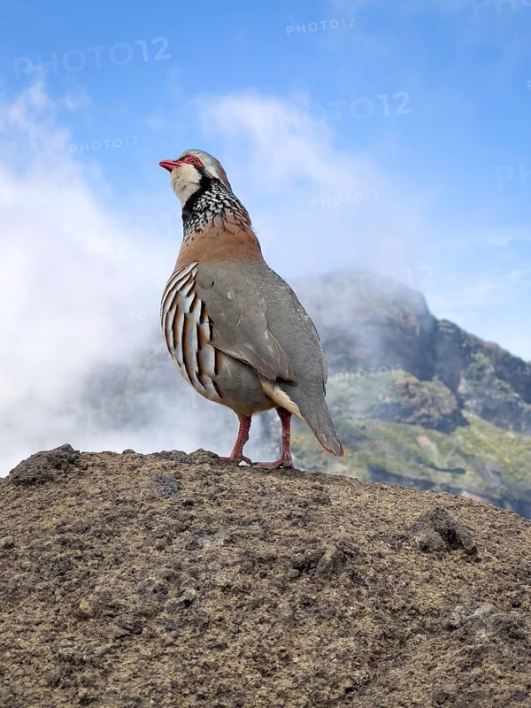 Red grouse (rock partridge) on the PR1 hiking trail from Pico Arieiro to Pico Ruvio, Madeira, Portugal, Europe
