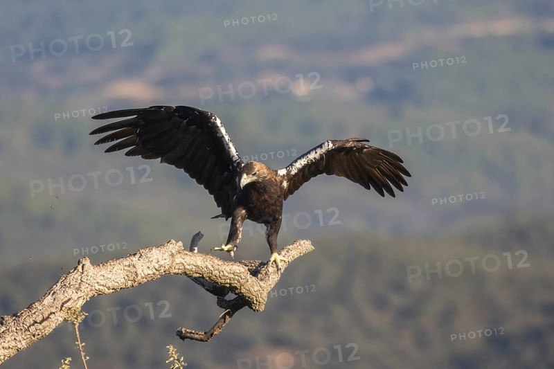 Iberian Eagle (Aquila adalberti), Spanish imperial eagle, Extremadura, Castilla La Mancha, Spain, Europe
