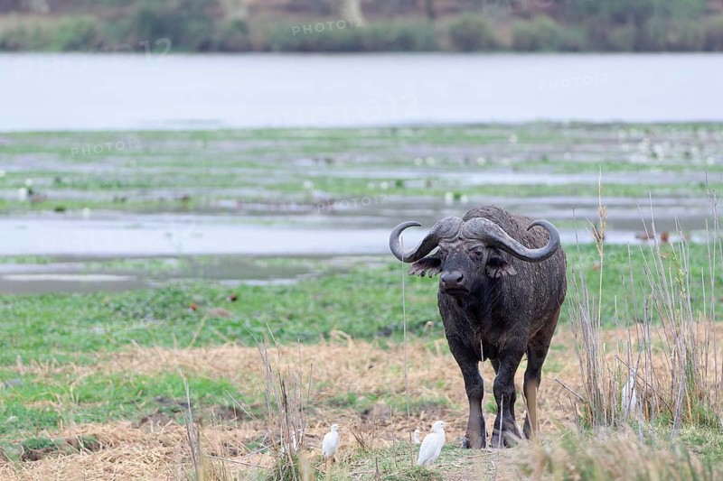 Cape buffalo (Syncerus caffer caffer), adult male standing on the banks of the Letaba River, surrounded by cattle egrets (Bubulcus ibis), Kruger National Park, South Africa, Africa