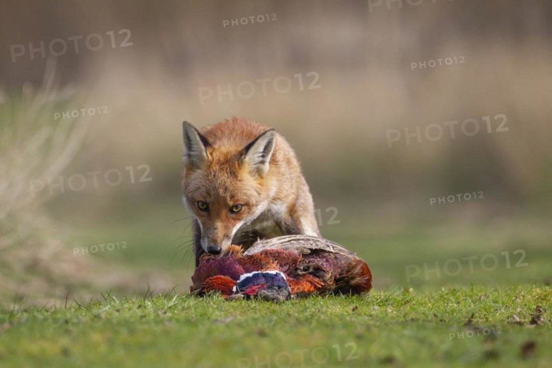 Red fox (Vulpes vulpes) adult animal feeding on a dead Common Pheasant (Phasianus colchicus) in the countryside, England, United Kingdom, Europe