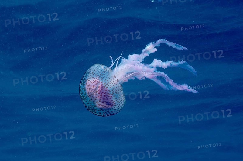 A mauve stinger (Pelagia noctiluca) floats gracefully in the deep blue water. Dive site Cap de Creus marine reserve, Rosas, Costa Brava, Spain, Mediterranean Sea, Europe