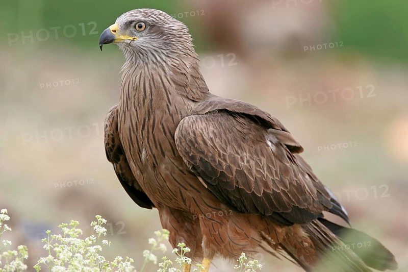 Black kite (Milvus migrans), flight photo, perch, Rhodope Mountains, Nussloch, Germany, Europe
