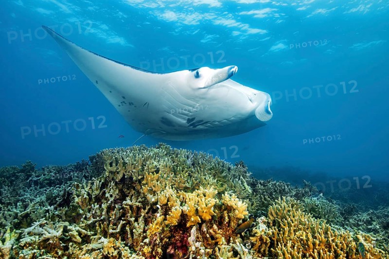 Giant ray (Manta) Plankton eater swims in coastal waters near the coast over coral reef of stony corals (Scleractina) Hard corals Staghorn corals (Acropora) Corals in shallow water of lagoon, Pacific Ocean
