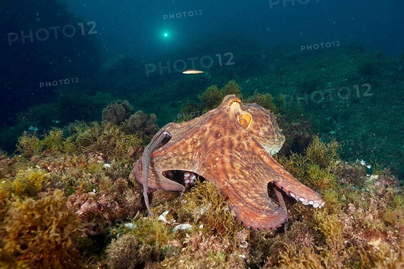 A Common Octopus (Octopus vulgaris), common octopus, on an algae-covered seabed underwater. Dive site Marine reserve Cap de Creus, Rosas, Costa Brava, Spain, Mediterranean Sea, Europe