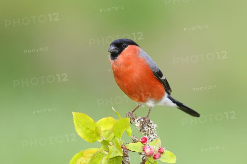 Eurasian bullfinch (Pyrrhula pyrrhula) male sitting on a branch with apple blossoms, bullfinch, songbird, birds, wildlife, Siegerland, North Rhine-Westphalia, Germany, Europe