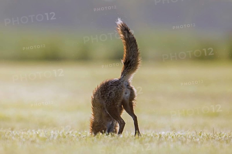 Hunting red fox (Vulpes vulpes) pouncing on mouse, vole prey in freshly mowed meadow, cut grassland in summer