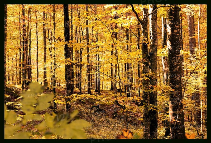 Autumn, forest, trees, discolouration, leaves, yellow, atmospheric, sunlight, Kreuth, Bavaria, Germany, Europe