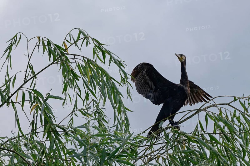 Cormorant on a bush on Lacul Isaccel, a lake in the Danube Delta. UNESCO Danube Delta Biosphere Reserve. Munghiol, Tulcea, Romania, Southeast Europe, Europe