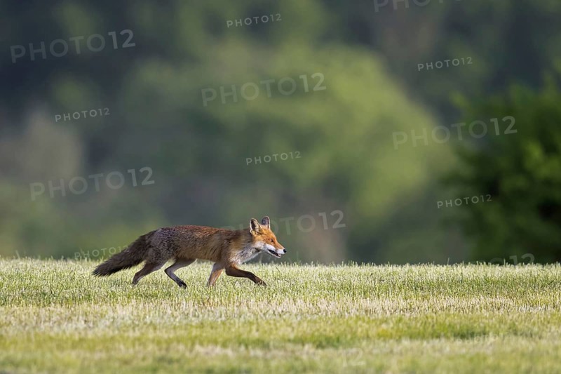 Solitary red fox (Vulpes vulpes) foraging, hunting mice and voles in freshly mowed meadow, cut grassland in summer