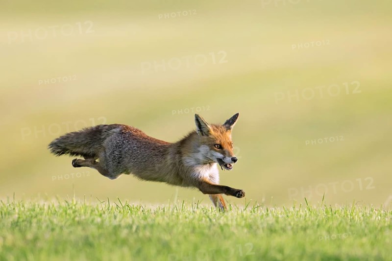 Red fox (Vulpes vulpes) running with caught mouse prey in mouth through freshly mowed meadow, cut grassland to feed its kits, cubs in summer