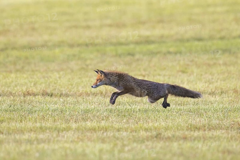 Red fox (Vulpes vulpes) hunting mice, voles by leaping through the air and pouncing upon the rodent in freshly mowed meadow, cut grassland in summer