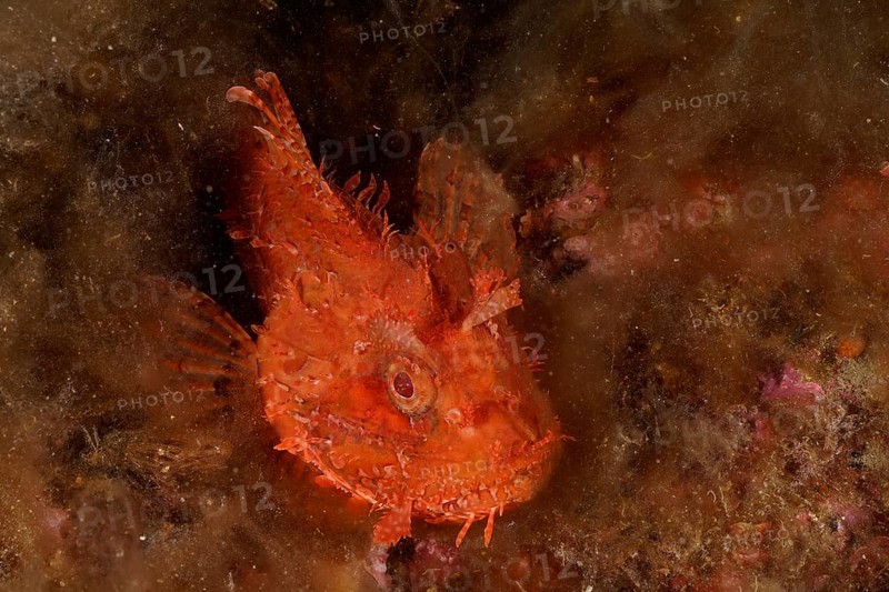 Red scorpionfish (Scorpaena scrofa), sea sow lying on the sea bed covered with algae, dive site Cap de Creus Marine Reserve, Rosas, Costa Brava, Spain, Mediterranean Sea, Europe