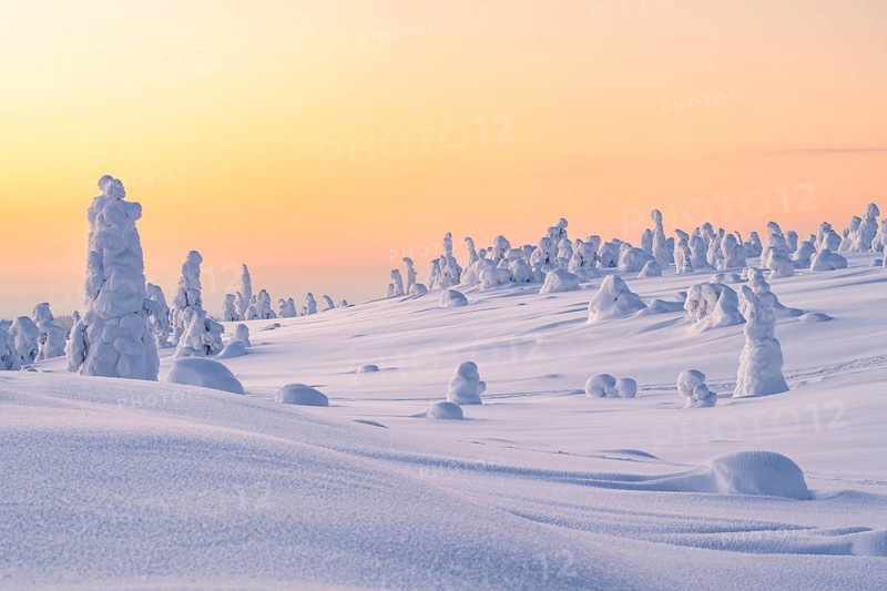 Snowed-in trees, winter landscape, Riisitunturi National Park, Posio, Lapland, Finland, Europe