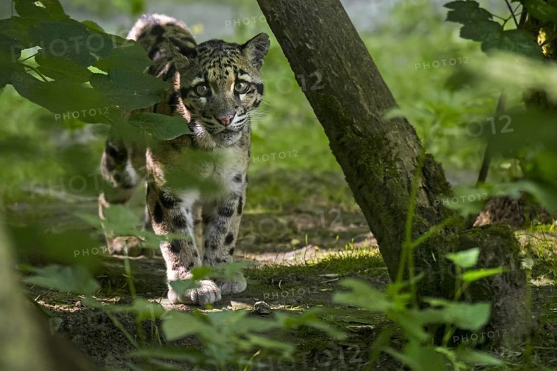Mainland clouded leopard (Neofelis nebulosa) arboreal, solitary and nocturnal cat native from the Himalayas to Southeast Asia into South China