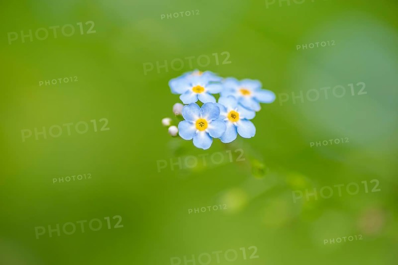 Close-up, Forget-me-not (Myosotis scorpioides), Deister, Calenberger Bergland, Schaumburg, Hameln-Pyrmont, Hannover Region, Germany, Europe