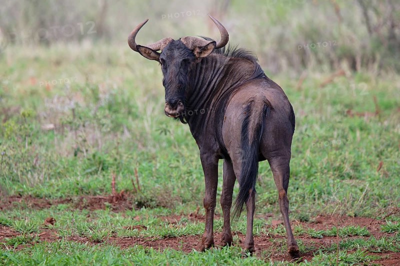 Blue wildebeest (Connochaetes taurinus taurinus), common wildebeest or brindled gnu, Kwazulu Natal Province, South Africa, Africa