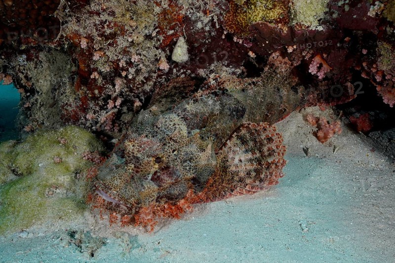Fringed scorpionfish (Scorpaenopsis oxycephala), dive site Marsa Shona Reef, Egypt, Red Sea, Africa