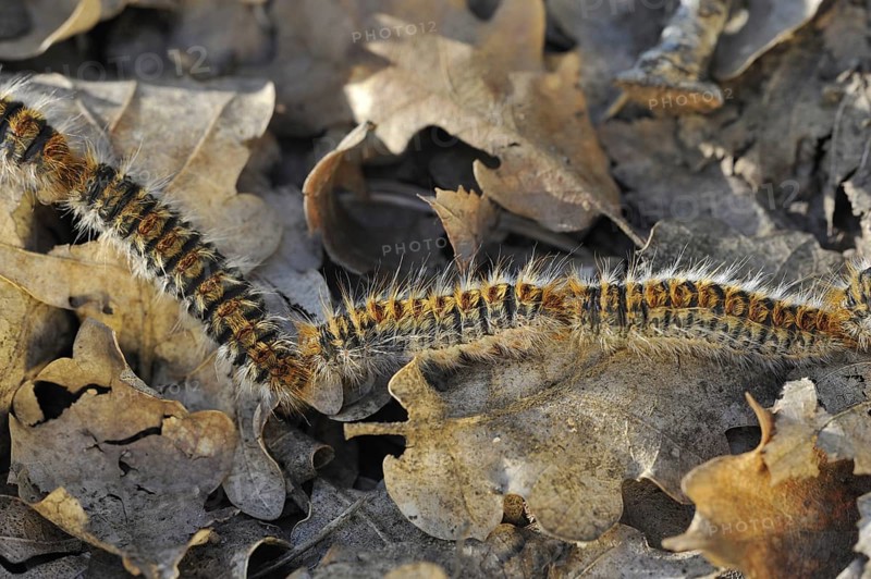 Pine processionary (Thaumetopoea pityocampa) moth caterpillars (Traumatocampa pityocampa) following each other in a long, head to tail procession on the forest floor, La Brenne, France, Europe