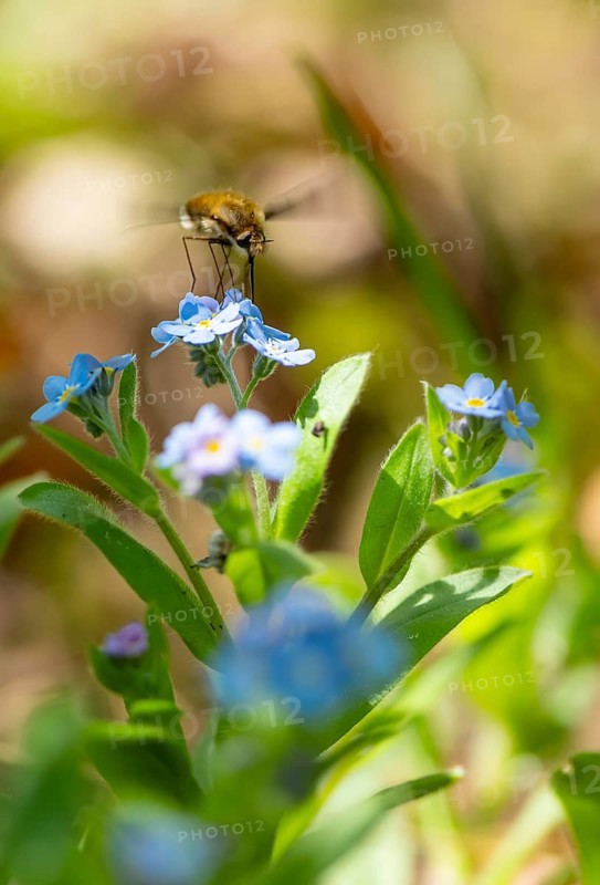 Bee fly (Bombyliidae) sitting on blue flowers of the forget-me-not (Myosotis), Bavaria, Germany, Europe