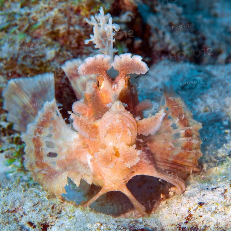 Frontal view of paddleflap rhinopias (Rhinopias eschmeyeri) spreading pectoral fins like a fan looking directly at the observer, Indian Ocean, Mascarene Islands, Pereybère, Mauritius, Africa
