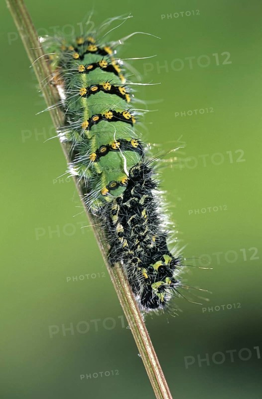 Small Emperor Moth (Saturnia pavonia) caterpillar (Eudia pavonia) sloughing skin, France, Europe