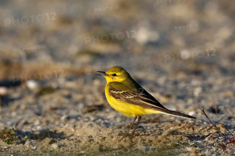 Yellow-headed wagtail (Motacilla flava flavissima), individual of the British subspecies flavissima, Lower Saxon Wadden Sea National Park, East Frisian Islands, Lower Saxony, Germany, Europe