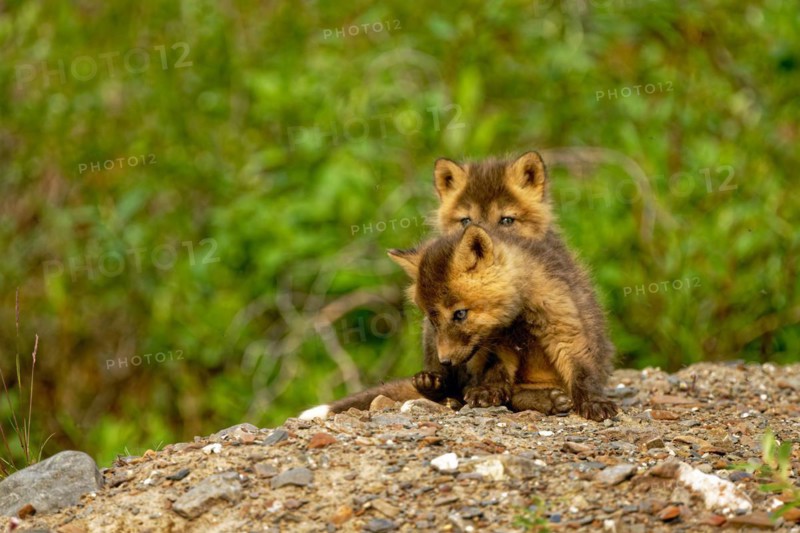 Two young cross foxes (Vulpes vulpes) sitting on the burrow, North Alaska, Alaska, USA, North America
