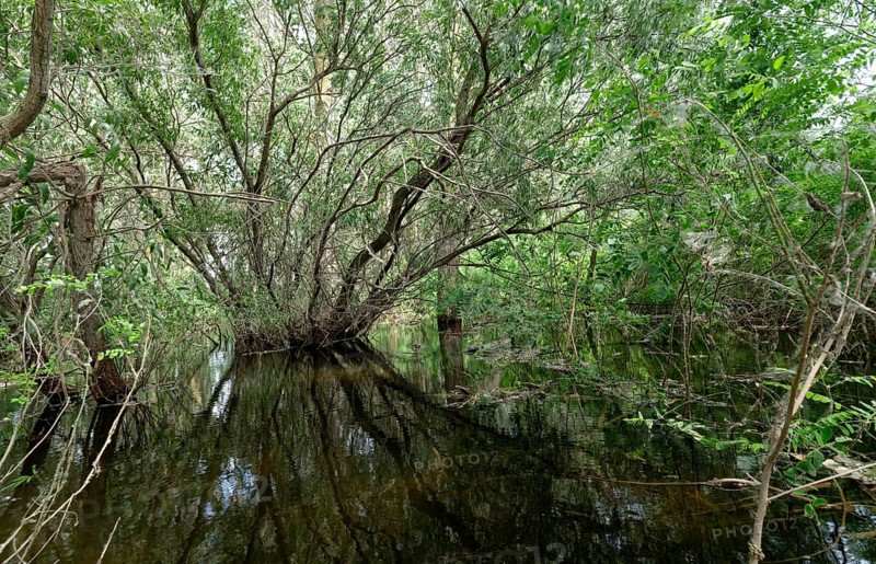 Trees, bushes and shrubs grow in the water on a side arm in the Danube Delta. UNESCO Danube Delta Biosphere Reserve. Munghiol, Tulcea, Romania, Southeast Europe, Europe