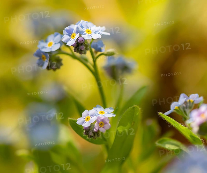 Blue flowers of the forget-me-not (Myosotis), Bavaria, Germany, Europe