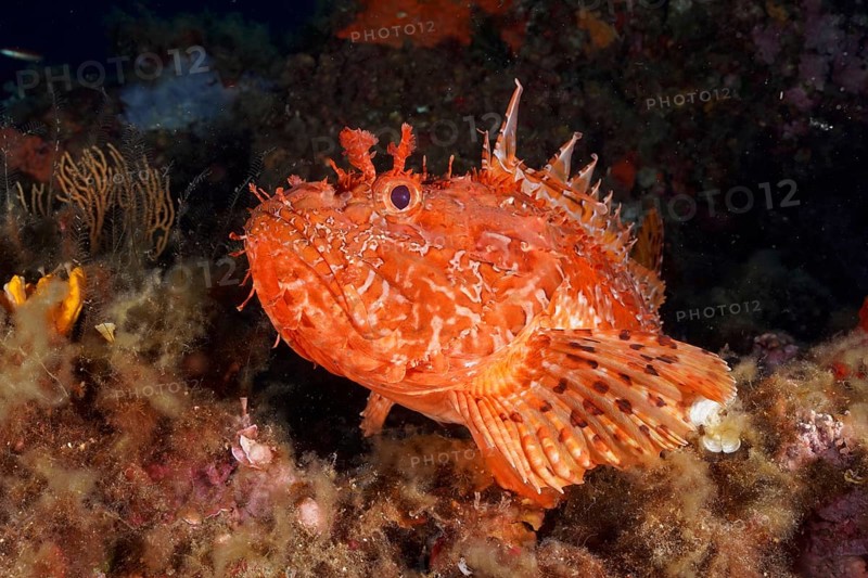 Portrait of red scorpionfish (Scorpaena scrofa), sea sow, in the Mediterranean Sea near Hyères. Dive site Giens Peninsula, Côte dAzur, France, Europe