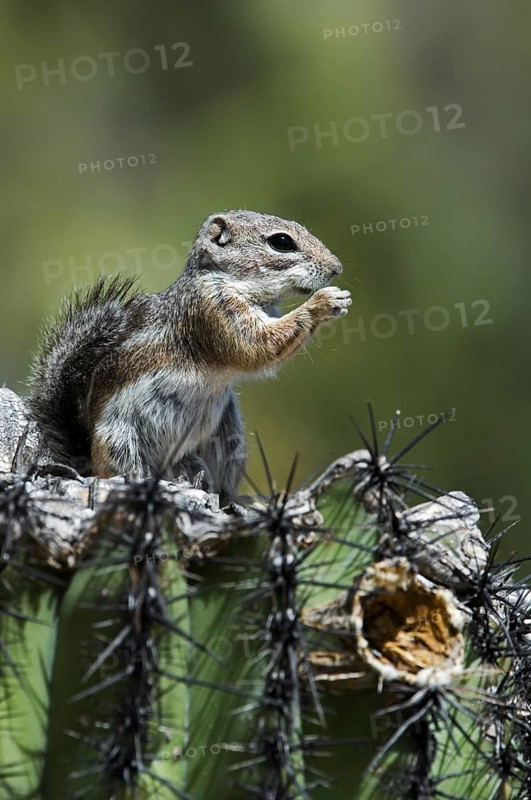 Harris antelope squirrel (Ammospermophilus harrisii) on Saguaro (Carnegiea gigantea) cactus, native to Arizona and New Mexico in the United States