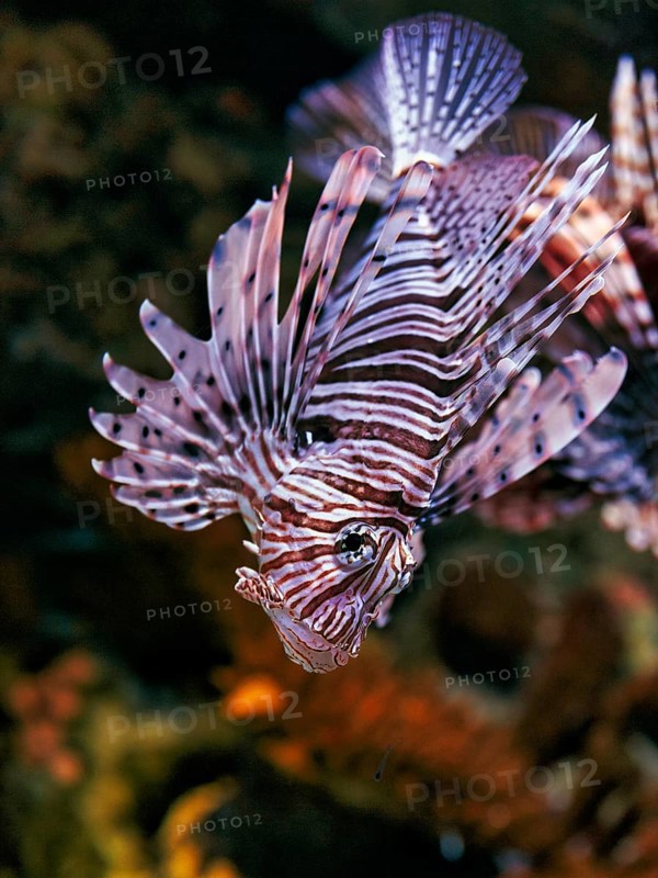 Pacific red lionfish (Pterois volitans) in the Aquarium, Oceanario de Lisboa, Lisbon, Portugal, Europe