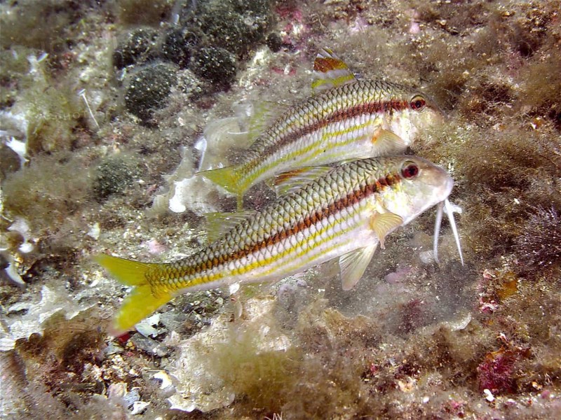 Two specimens of striped red mullet (Mullus surmuletus), dive site Cap de Creus Marine Reserve, Rosas, Costa Brava, Spain, Mediterranean Sea, Europe