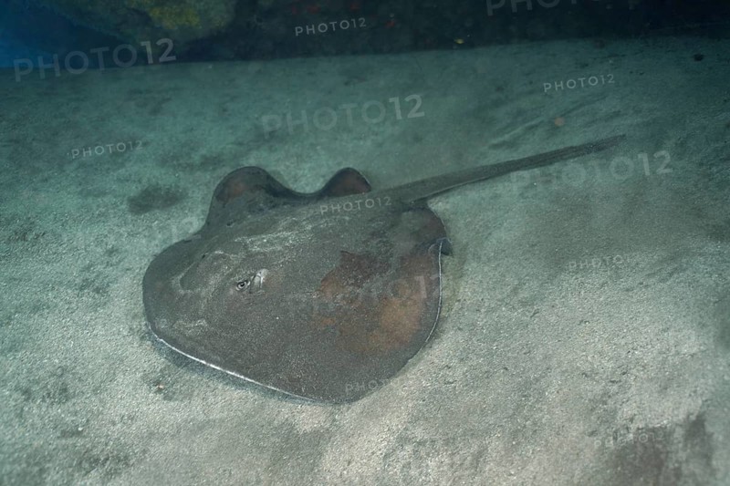 Round stingray (Taeniura grabata), dive site El Cabron Marine Reserve, Arinaga, Gran Canaria, Spain, Atlantic Ocean, Europe