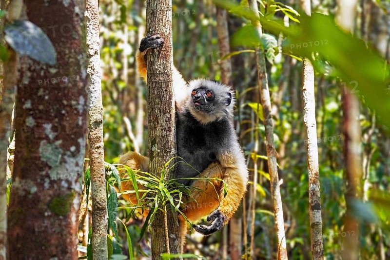 Diademed sifaka, diademed simpona (Propithecus diadema) in tree, Andasibe-Mantadia National Park, Moramanga, Alaotra-Mangoro, Madagascar, Africa