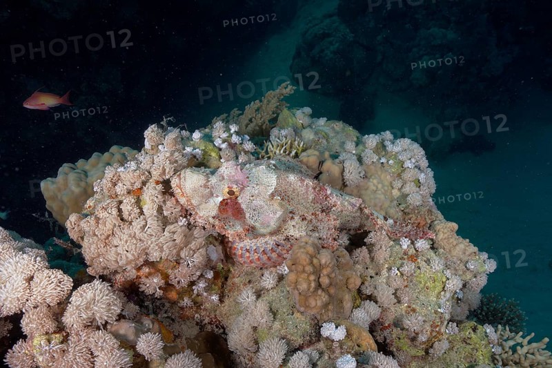 Well camouflaged tassled scorpionfish (Scorpaenopsis barbata), Marsa Shona Reef dive site, Red Sea, Egypt, Africa