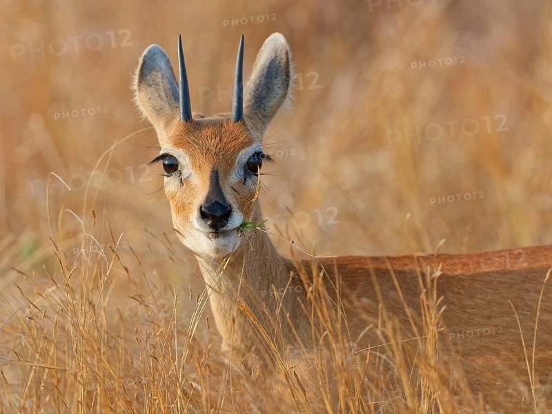 Steenbok (Raphicerus campestris), adult male standing in tall dry grass, looking at camera, alert, animal portrait, Kruger National Park, South Africa, Africa