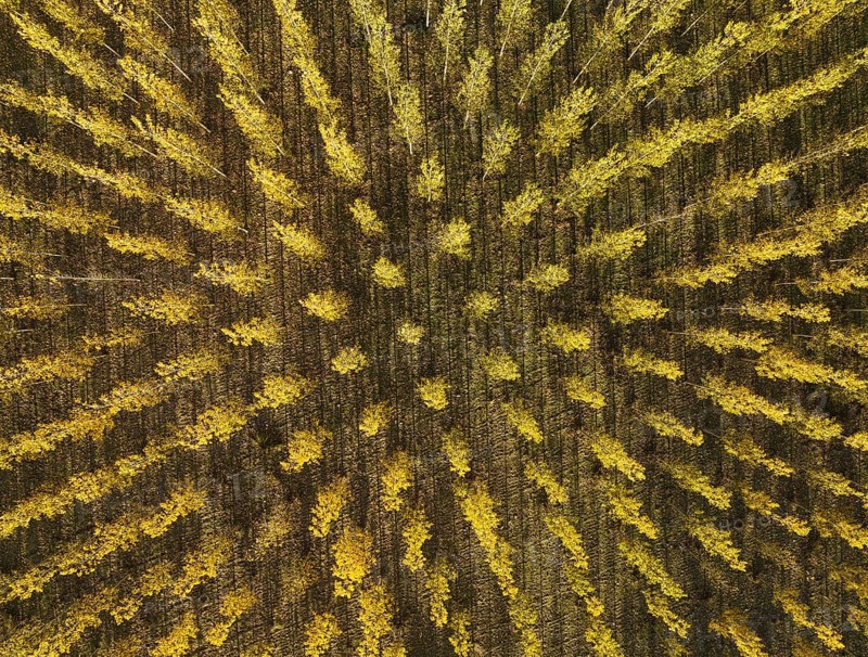 European Aspen (Populus tremula) in autumnal colours. Cultivated for timber. Aerial view. Drone shot. Granada province, Andalusia, Spain, Europe