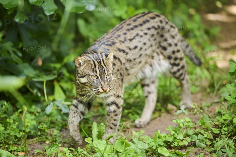 Fishing cat (Prionailurus viverrinus), walking, Bavaria, Germany, Europe