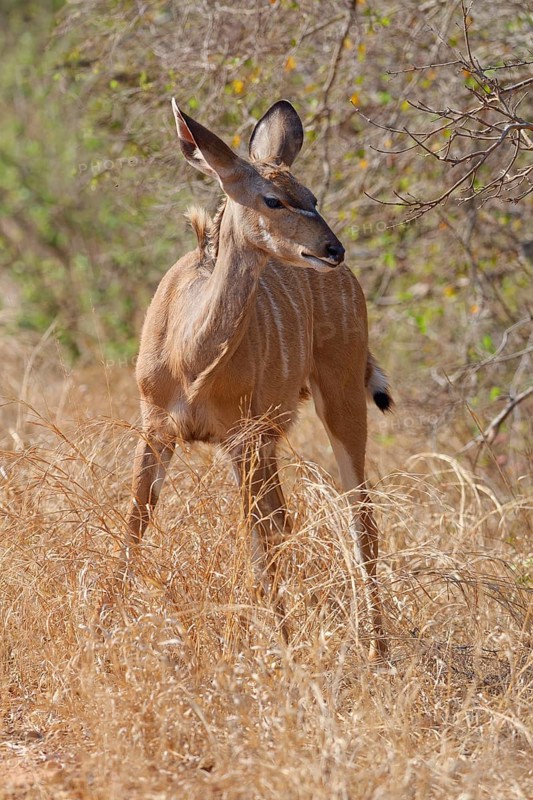 Greater kudu (Tragelaphus strepsiceros), standing in tall dry grass, Kruger National Park, South Africa, Africa