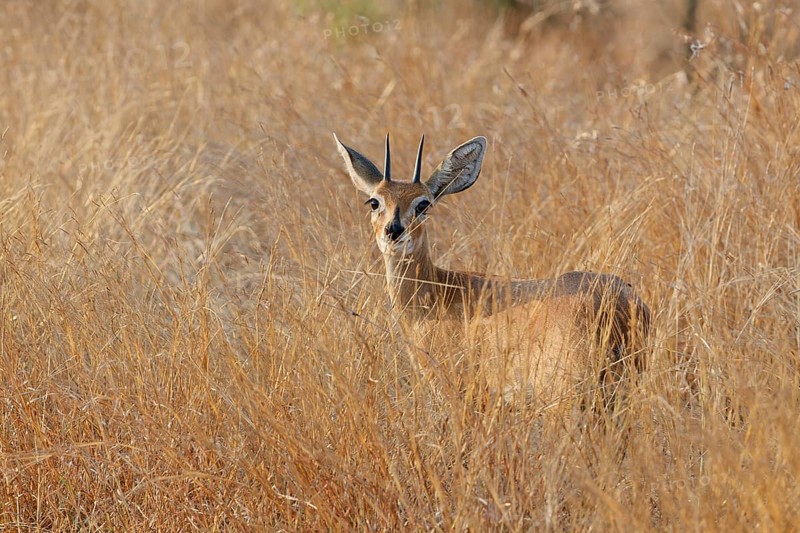 Steenbok (Raphicerus campestris), adult male standing in tall dry grass, looking at camera, alert, Kruger National Park, South Africa, Africa