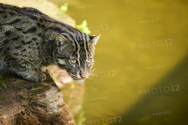 Fishing cat (Prionailurus viverrinus), sitting on the edge of the water, hunting, Bavaria, Germany, Europe