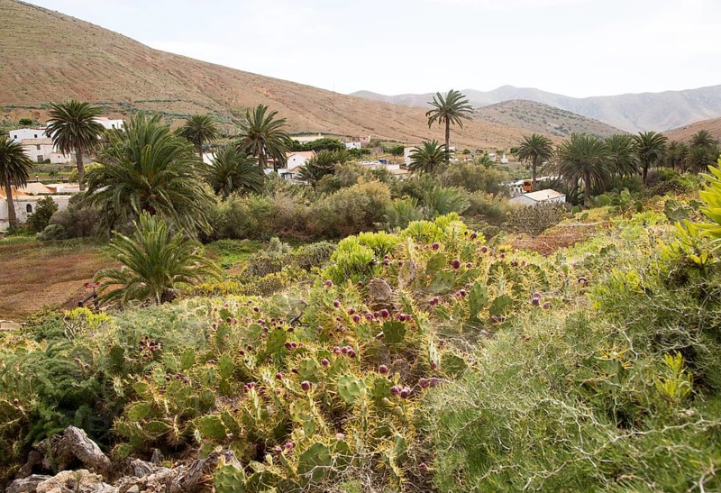 Green vegetation in village of Betancuria, Fuerteventura, Canary Islands, Spain, Europe