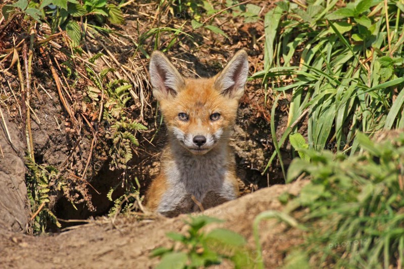 Red fox (Vulpes vulpes), young fox at the den