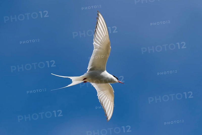 Arctic Arctic Tern (Sterna paradisea) in flight, Reykjanes, Iceland, Europe