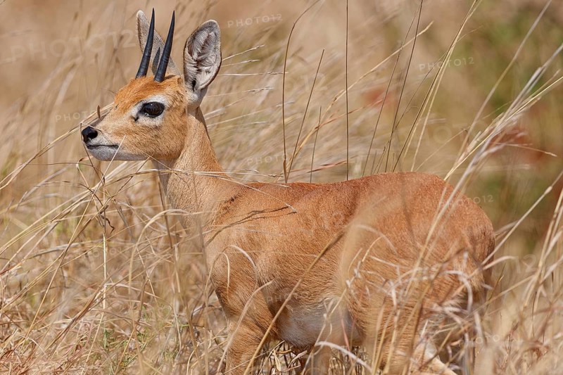 Steenbok (Raphicerus campestris), adult male standing in tall dry grass, alert, Kruger National Park, South Africa, Africa