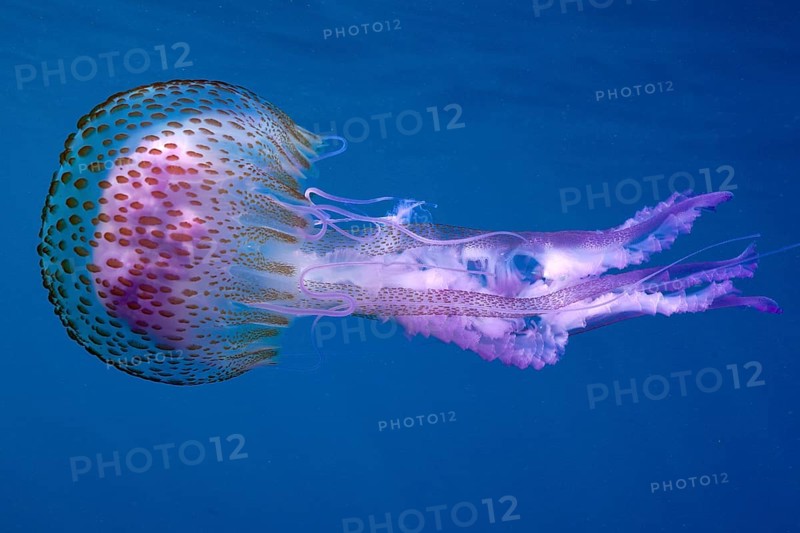 A mauve stinger (Pelagia noctiluca) drifts through the deep blue water. Dive site Cap de Creus Marine Protected Area, Rosas, Costa Brava, Spain, Mediterranean Sea, Europe